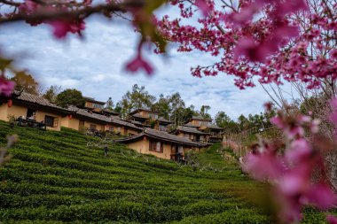 Lee Şarabı Rak Thai, Çin yerleşim yeri Mae Hong Son, Tayland 'da gün doğumunda Çin köyünde güzel manzara Ban Rak Thai' de çay çiftliği, Tayland 'da Mae Hong Son 