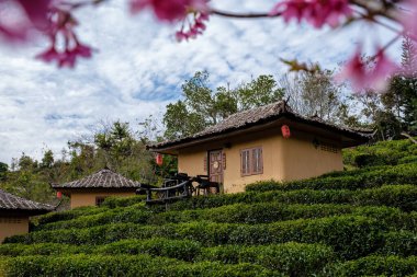 Lee Şarabı Rak Thai, Çin yerleşim yeri Mae Hong Son, Tayland 'da gün doğumunda Çin köyünde güzel manzara Ban Rak Thai' de çay çiftliği, Tayland 'da Mae Hong Son 