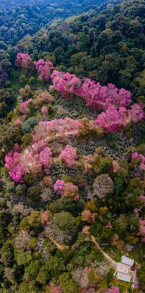 Kwiat wiśni Sakura w Chiang Mai Khun Chan Khian Tajlandii w Doi Suthep, Widok z lotu ptaka na różowe drzewa wiśni w górach, Chiang Mai w Tajlandii — Zdjęcie stockowe