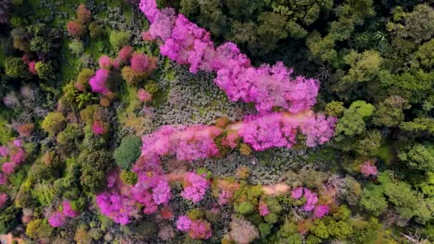 Сакура Цветение вишни в Чианг Май Кхун Чан Кхиань Таиланд в Дой Сутхэп, Вид с воздуха розовых деревьев вишни на горы, Чианг Май в Таиланде — стоковое видео