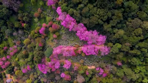 Сакура Цветение вишни в Чианг Май Кхун Чан Кхиань Таиланд в Дой Сутхэп, Вид с воздуха розовых деревьев вишни на горы, Чианг Май в Таиланде — стоковое видео