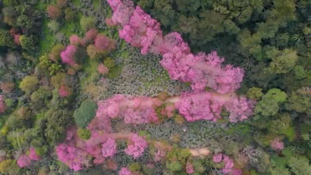 Kwiat wiśni Sakura w Chiang Mai Khun Chan Khian Tajlandii w Doi Suthep, Widok z lotu ptaka na różowe drzewa wiśni w górach, Chiang Mai w Tajlandii — Wideo stockowe