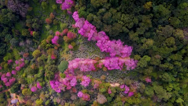 Sakura Cherry Blossom in Chiang Mai Khun Chan Khian Thailand at Doi Suthep, Aerial view of pink cherry flower trees on mountains, Chiang Mai in Thailand — 图库视频影像