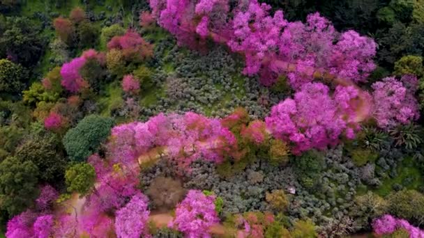 Список викопних птахів Sakura Cherry Blossom in Chiang Mai Khun Chan Thailand at Doi Suthep, Aerial view of Pink cherry flossom tree on the Mountains, Chiang Mai in Thailand — стокове відео