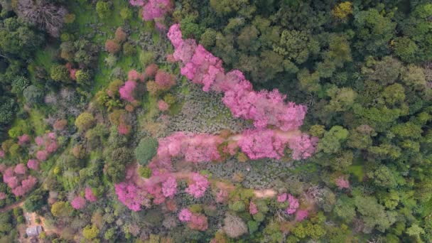 사쿠라 체리 꽃, 치앙마이 쿤 찬 키안 타이에 있는 도이 수 테프, 타이 치앙마이에 있는 분홍색 체리 꽃의 공중 사진 — 비디오