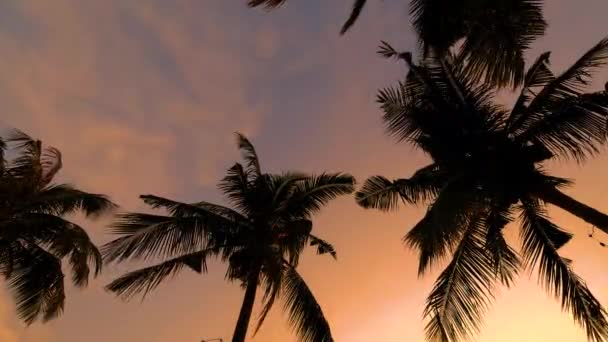 泰国Pattaya的Najomtien海滩，日落时分，在泰国Pattaya的一个热带海滩，有棕榈树、 Na Jomtien海滩和伙伴树 — 图库视频影像