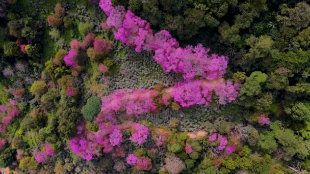 Sakura Cherry Blossom in Chiang Mai Khun Chan Khian Thailand at Doi Suthep, Aerial view of pink cherry flower trees on mountains, Chiang Mai in Thailand — 图库视频影像