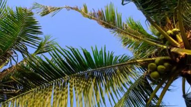 Tropikal palmiye ağacı günbatımı gökyüzü ve bulut arka plan üzerinde güneş ışığı ile.