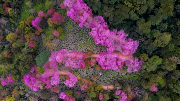 Sakura Cherry Blossom v Chiang Mai Khun Chan Khian Thajsko v Doi Suthep, letecký pohled na růžové třešňové květy na horách, Chiang Mai v Thajsku — Stock video