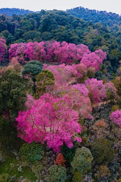 Sakura cseresznyevirág Chiang Mai Khun Chan Khian Thaiföld Doi Suthep, légi kilátás rózsaszín cseresznyevirág fák a hegyekben, Chiang Mai Thaiföldön — Stock Fotó