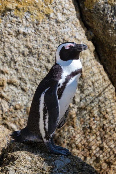 Stranden stenblock i Simons Town, Kapstaden, Sydafrika. Vackra pingviner. Koloni av afrikanska pingviner på stenig strand i Sydafrika — Stockfoto