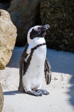 Simons Town, Cape Town, Güney Afrika 'daki Boulders plajı. Güzel penguenler. Güney Afrika 'da kayalık plajdaki Afrikalı penguen kolonisi