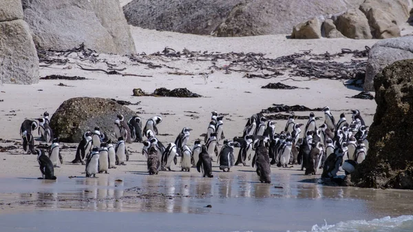 Stranden stenblock i Simons Town, Kapstaden, Sydafrika. Vackra pingviner. Koloni av afrikanska pingviner på stenig strand i Sydafrika — Stockfoto