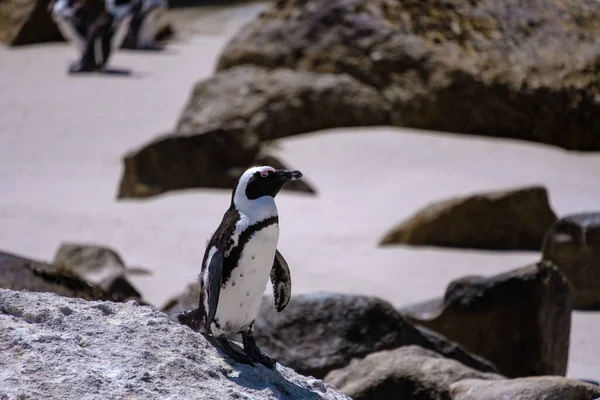 Boulders beach in Simons Town, Cape Town (Kapské Město), Jihoafrická republika. Nádherní tučňáci. Kolonie afrických tučňáků na skalnaté pláži v Jižní Africe — Stock fotografie