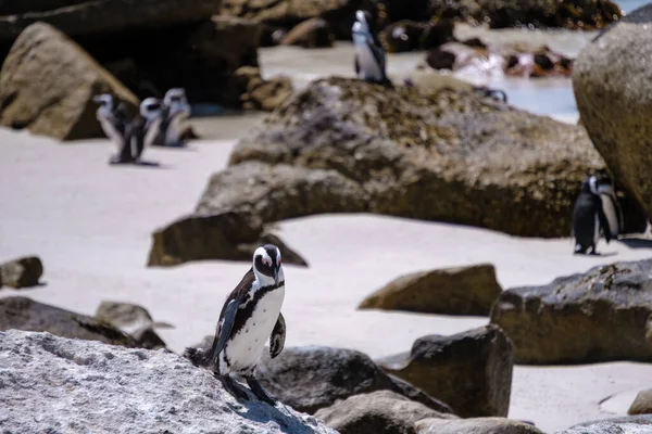 Stranden stenblock i Simons Town, Kapstaden, Sydafrika. Vackra pingviner. Koloni av afrikanska pingviner på stenig strand i Sydafrika — Stockfoto