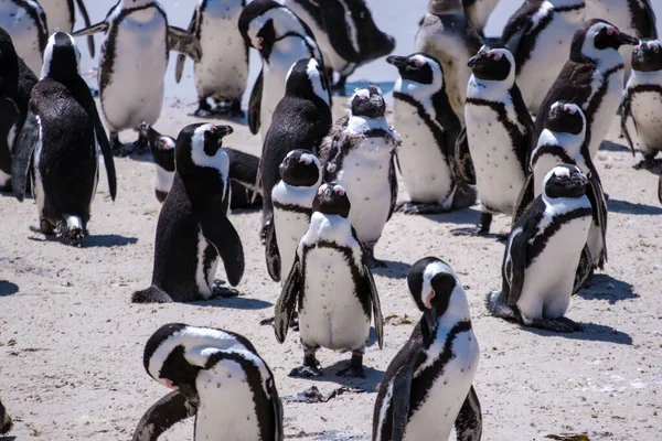 Stranden stenblock i Simons Town, Kapstaden, Sydafrika. Vackra pingviner. Koloni av afrikanska pingviner på stenig strand i Sydafrika — Stockfoto