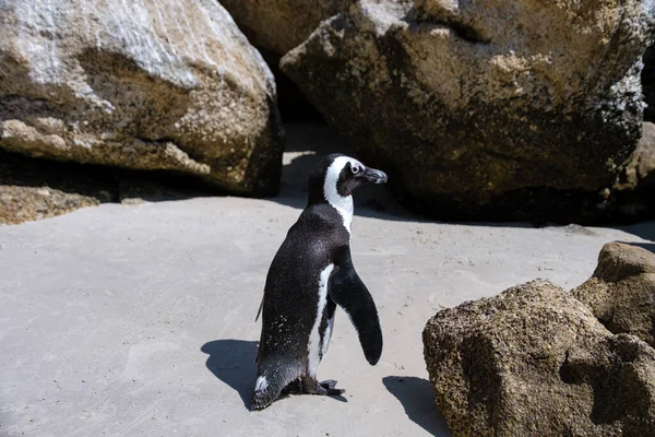 Stranden stenblock i Simons Town, Kapstaden, Sydafrika. Vackra pingviner. Koloni av afrikanska pingviner på stenig strand i Sydafrika — Stockfoto