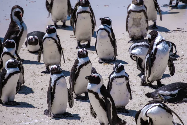 Felsbrocken Strand in Simons Town, Kapstadt, Südafrika. Schöne Pinguine. Kolonie afrikanischer Pinguine an felsigem Strand in Südafrika Stockbild