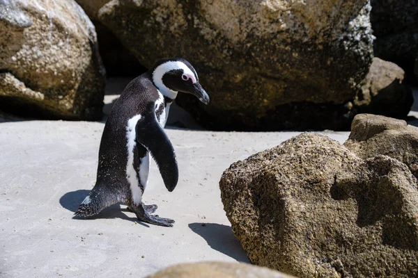 Stranden stenblock i Simons Town, Kapstaden, Sydafrika. Vackra pingviner. Koloni av afrikanska pingviner på stenig strand i Sydafrika — Stockfoto