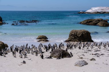 Simons Town, Cape Town, Güney Afrika 'daki Boulders plajı. Güzel penguenler. Güney Afrika 'da kayalık plajdaki Afrikalı penguen kolonisi