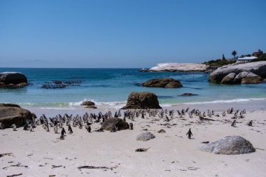 Simons Town, Cape Town, Güney Afrika 'daki Boulders plajı. Güzel penguenler. Güney Afrika 'da kayalık plajdaki Afrikalı penguen kolonisi