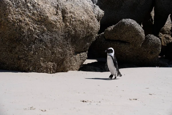 Stranden stenblock i Simons Town, Kapstaden, Sydafrika. Vackra pingviner. Koloni av afrikanska pingviner på stenig strand i Sydafrika — Stockfoto