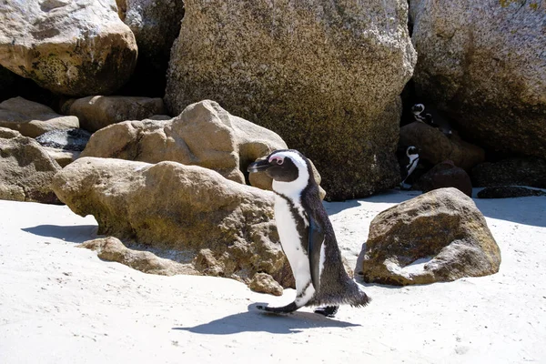 Plage de rochers à Simons Town, Cape Town, Afrique du Sud. Beaux pingouins. Colonie de pingouins africains sur une plage rocheuse en Afrique du Sud — Photo