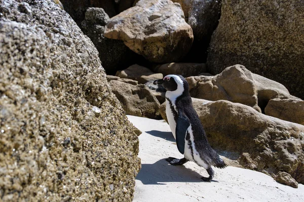 Stranden stenblock i Simons Town, Kapstaden, Sydafrika. Vackra pingviner. Koloni av afrikanska pingviner på stenig strand i Sydafrika — Stockfoto