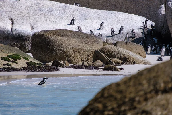 Spiaggia di massi a Simons Town, Città del Capo, Sud Africa. Bellissimi pinguini. Colonia di pinguini africani sulla spiaggia rocciosa in Sud Africa — Foto Stock