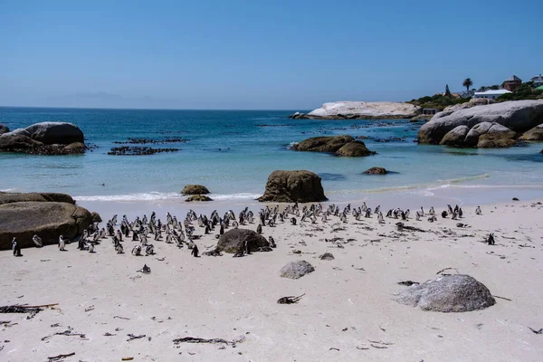 南非开普敦西蒙斯镇的博尔德斯海滩。漂亮的企鹅南非岩石海滩上的非洲企鹅的殖民地 — 图库照片
