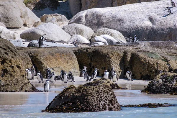 Stranden stenblock i Simons Town, Kapstaden, Sydafrika. Vackra pingviner. Koloni av afrikanska pingviner på stenig strand i Sydafrika — Stockfoto