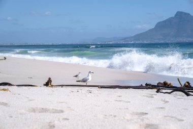 Bloubergstrand Cape Town Güney Afrika Açık bir yaz günü, Blouberg plajı, kum ve mavi okyanus 