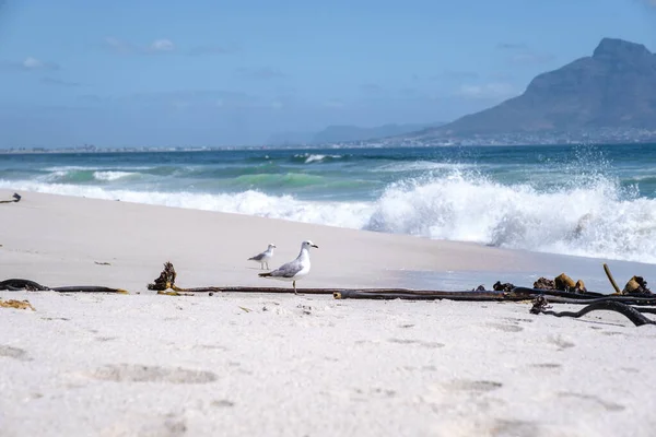 在一个阳光灿烂的夏天，布劳堡海滩、沙滩和蓝色的大海中，南非布劳伯斯坦开普敦 — 图库照片