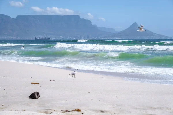 Блаубергстранд Кейптаун Південна Африка в яскравий літній день, пляж Блауберг, пісок і синій океан — стокове фото