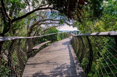 Cape Town 'daki Kirstenbosch botanik bahçesinde, Cape Town' daki Kirstenbosch Bahçeleri 'ndeki tepe örtüsü köprüsünde, yemyeşil yeşilliklerin üzerine inşa edilmiş