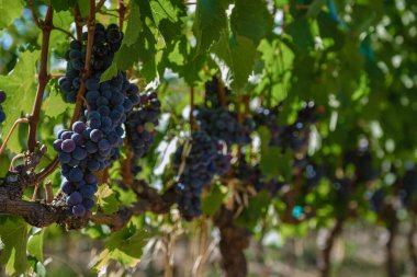 Güney Afrika Cape Town yakınlarındaki Stellenbosch 'ta dağlarla birlikte gün batımında üzüm bağı manzarası