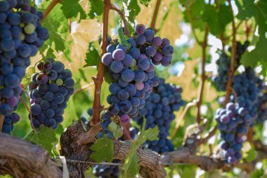 Güney Afrika Cape Town yakınlarındaki Stellenbosch 'ta dağlarla birlikte gün batımında üzüm bağı manzarası