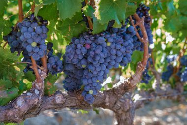 Güney Afrika Cape Town yakınlarındaki Stellenbosch 'ta dağlarla birlikte gün batımında üzüm bağı manzarası