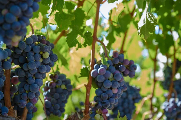 Weinberglandschaft bei Sonnenuntergang mit Bergen in Stellenbosch, nahe Kapstadt, Südafrika — Stockfoto