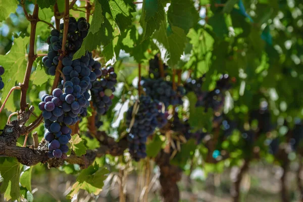 Weinberglandschaft bei Sonnenuntergang mit Bergen in Stellenbosch, nahe Kapstadt, Südafrika — Stockfoto