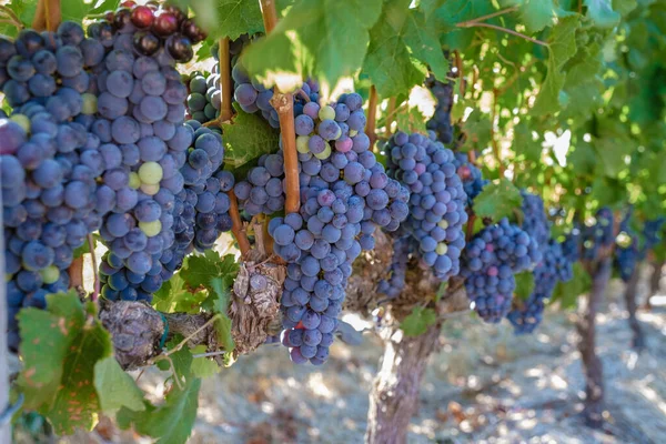 Виноградник пейзаж на закате с горами в Stellenbosch, недалеко от Кейптауна, Южная Африка — стоковое фото