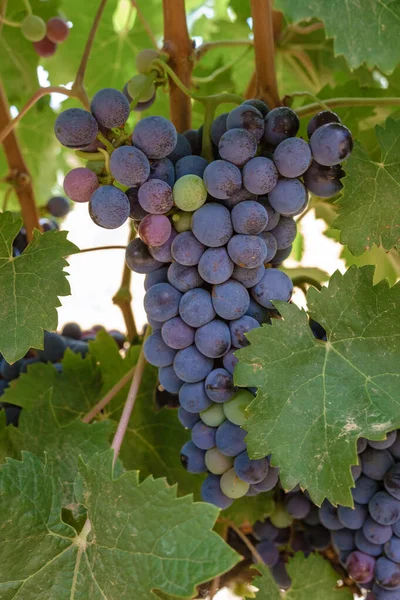 Weinberglandschaft bei Sonnenuntergang mit Bergen in Stellenbosch, nahe Kapstadt, Südafrika — Stockfoto