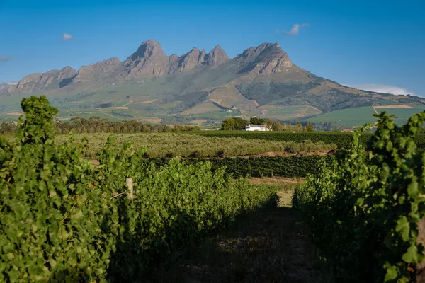 Vineyard landscape at sunset with mountains in Stellenbosch, near Cape Town, South Africa