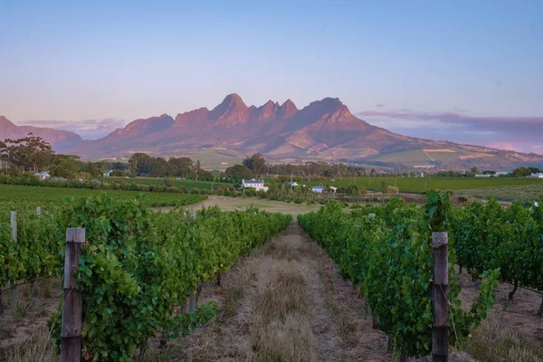 Виноградник пейзаж на закате с горами в Stellenbosch, недалеко от Кейптауна, Южная Африка — стоковое фото