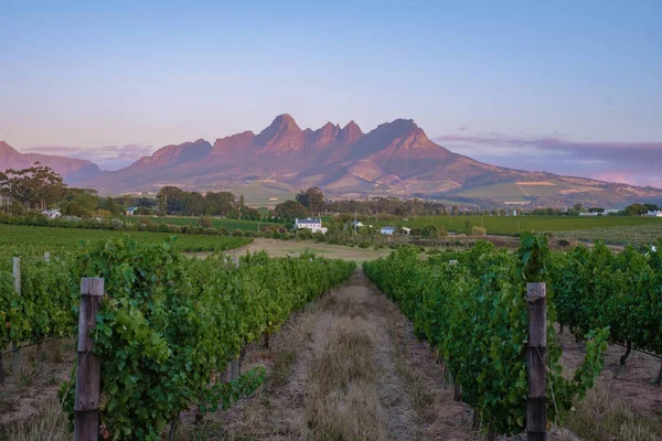 Vineyard landscape at sunset with mountains in Stellenbosch, near Cape Town, South Africa