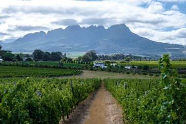 Güney Afrika Cape Town yakınlarındaki Stellenbosch 'ta dağlarla birlikte gün batımında üzüm bağı manzarası