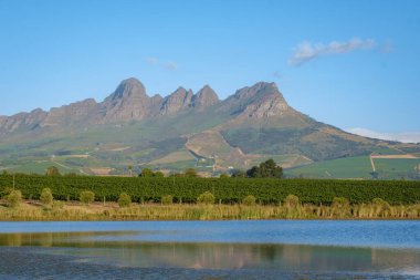 Güney Afrika Cape Town yakınlarındaki Stellenbosch 'ta dağlarla birlikte gün batımında üzüm bağı manzarası