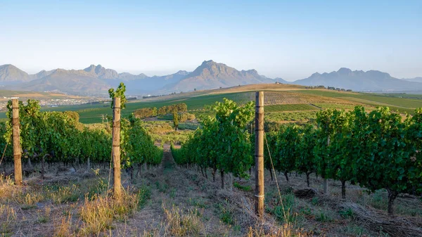 Виноградник пейзаж на закате с горами в Stellenbosch, недалеко от Кейптауна, Южная Африка — стоковое фото