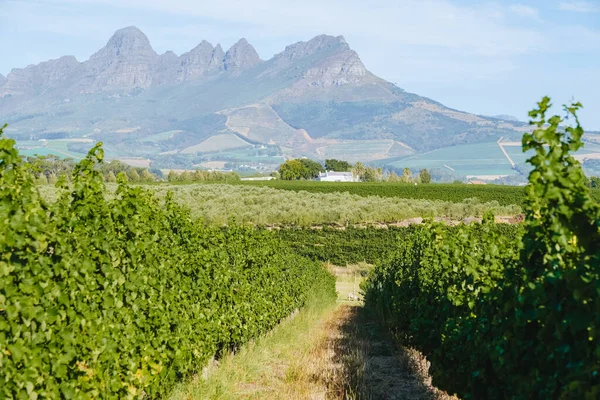 Vineyard landscape at sunset with mountains in Stellenbosch, near Cape Town, South Africa