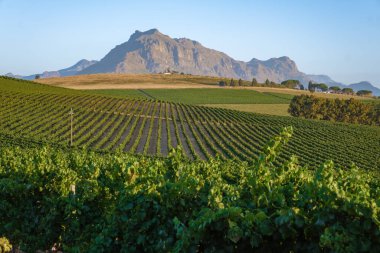Güney Afrika Cape Town yakınlarındaki Stellenbosch 'ta dağlarla birlikte gün batımında üzüm bağı manzarası